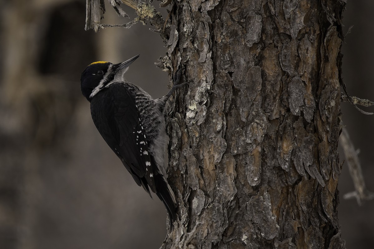 Black-backed Woodpecker - ML416395921