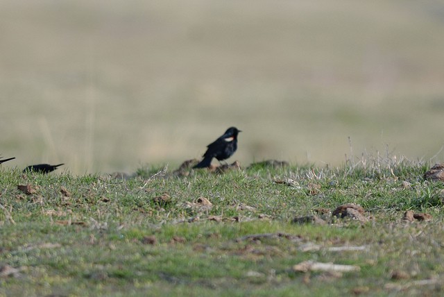 Tricolored Blackbird - ML41639821