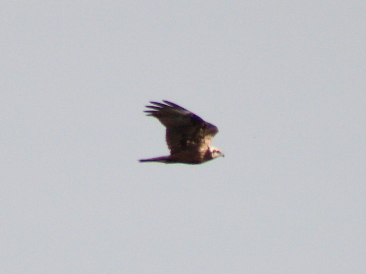 Western Marsh Harrier - ML416398861