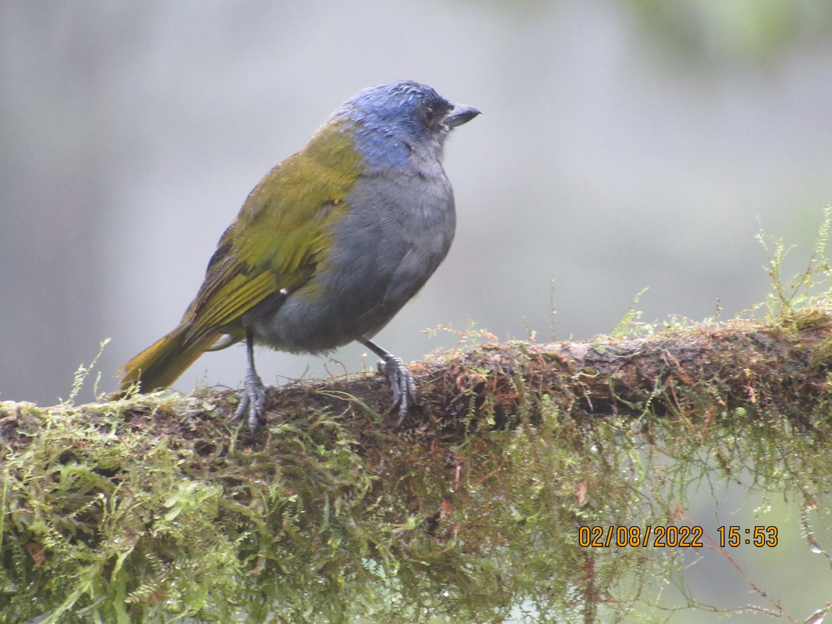 Blue-capped Tanager - ML416399091