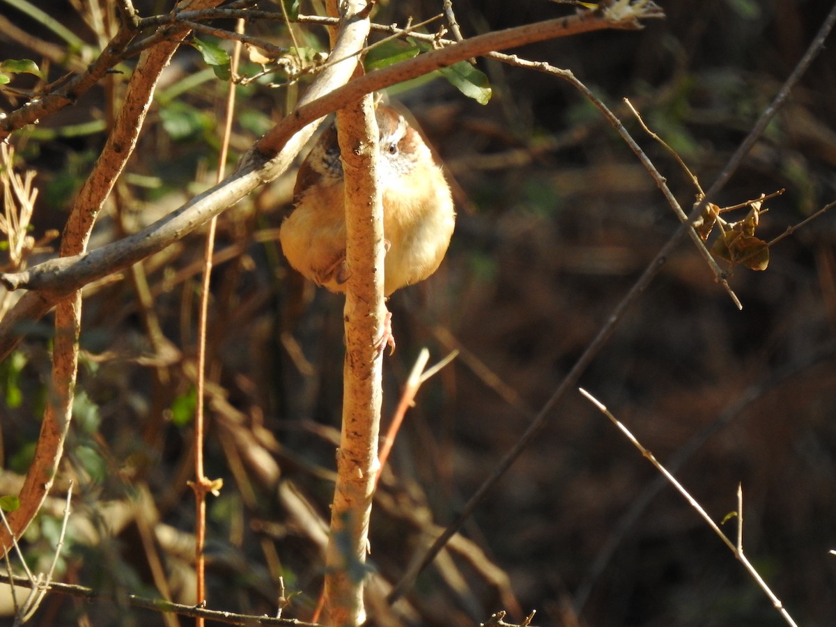 Carolina Wren - ML416399401