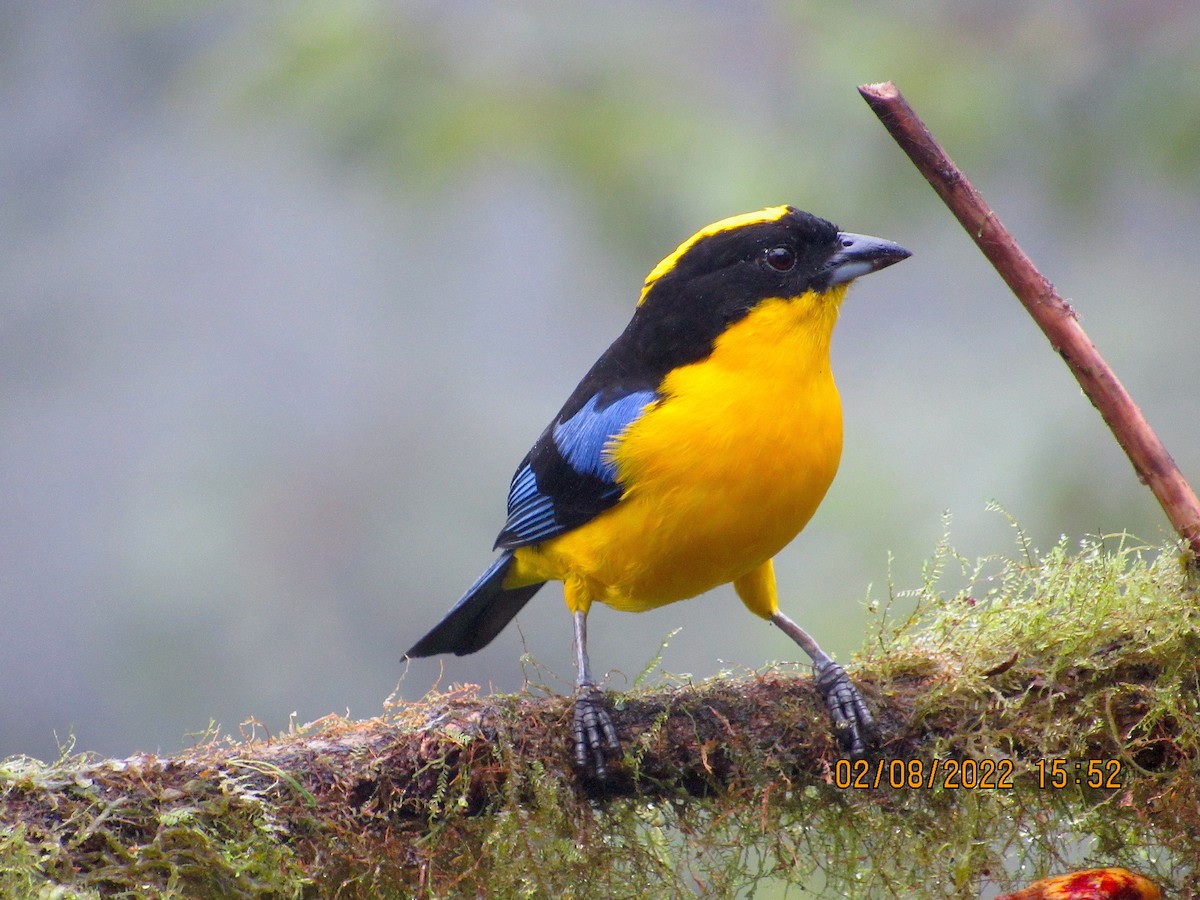 Blue-winged Mountain Tanager - ML416399531
