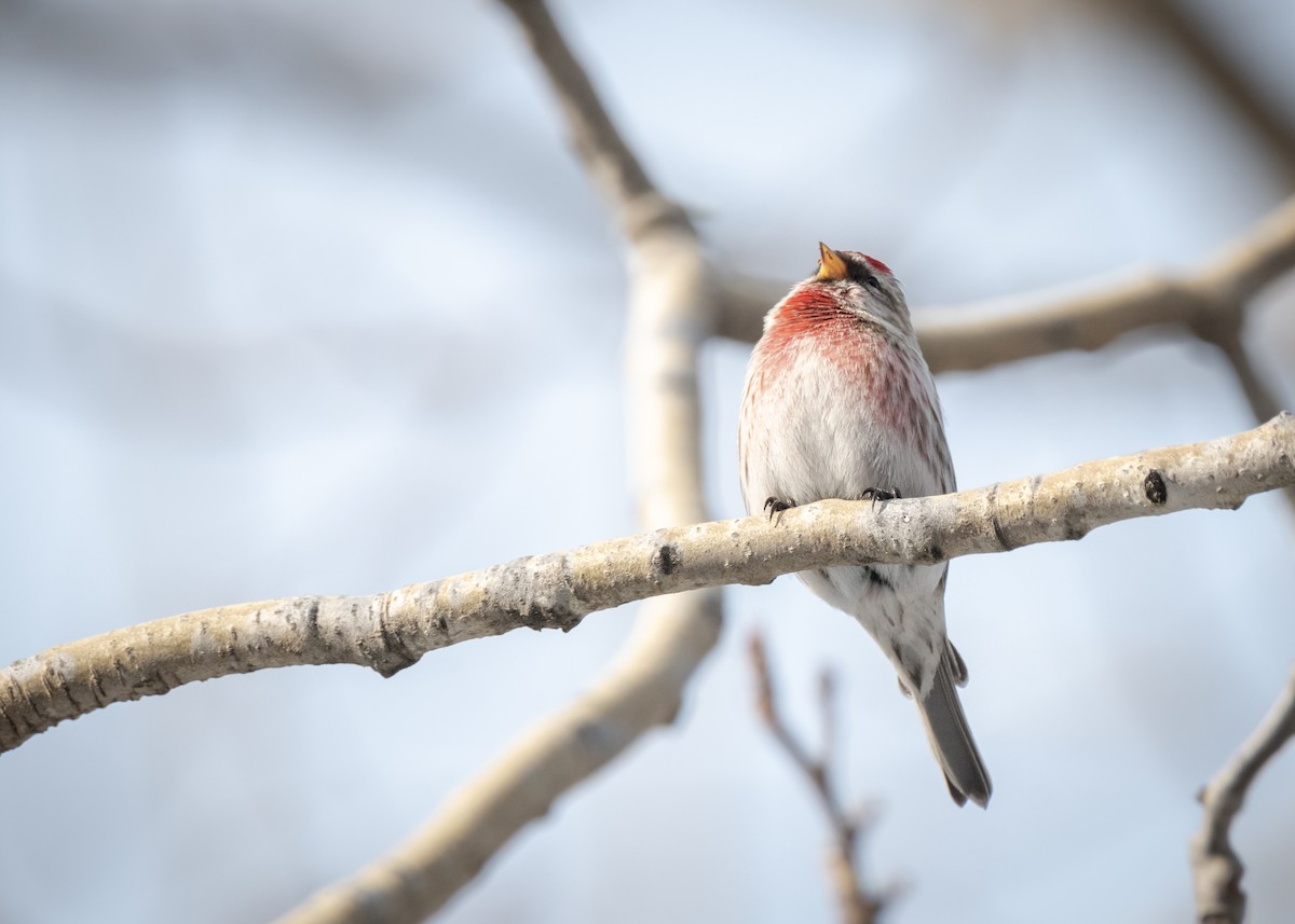 Common Redpoll - ML416401391