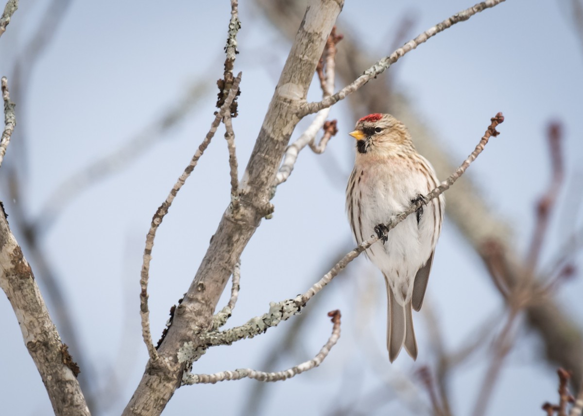 Common Redpoll - ML416402061