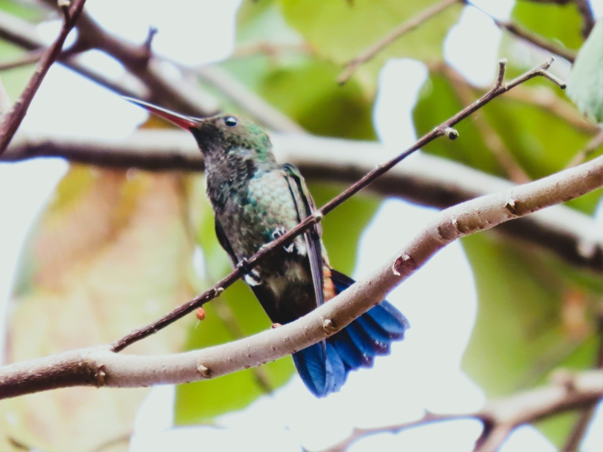 kolibřík měděnořitý - ML416402691