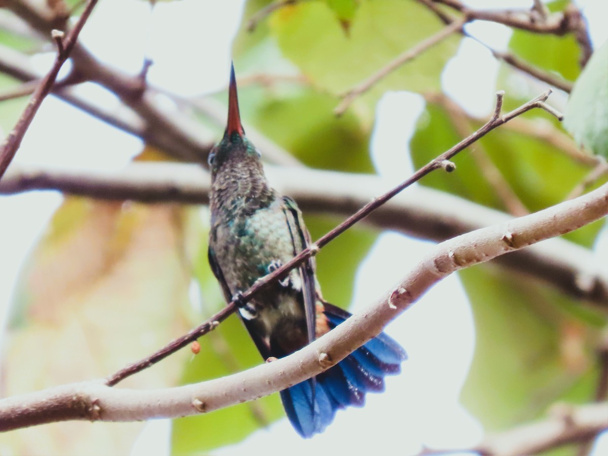 kolibřík měděnořitý - ML416402781