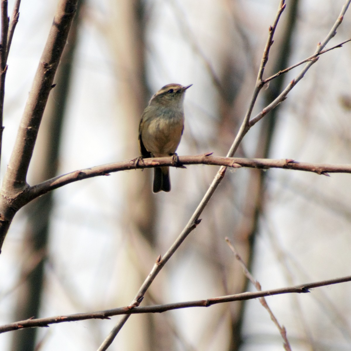 Hume's Warbler - Mohammad Arif khan