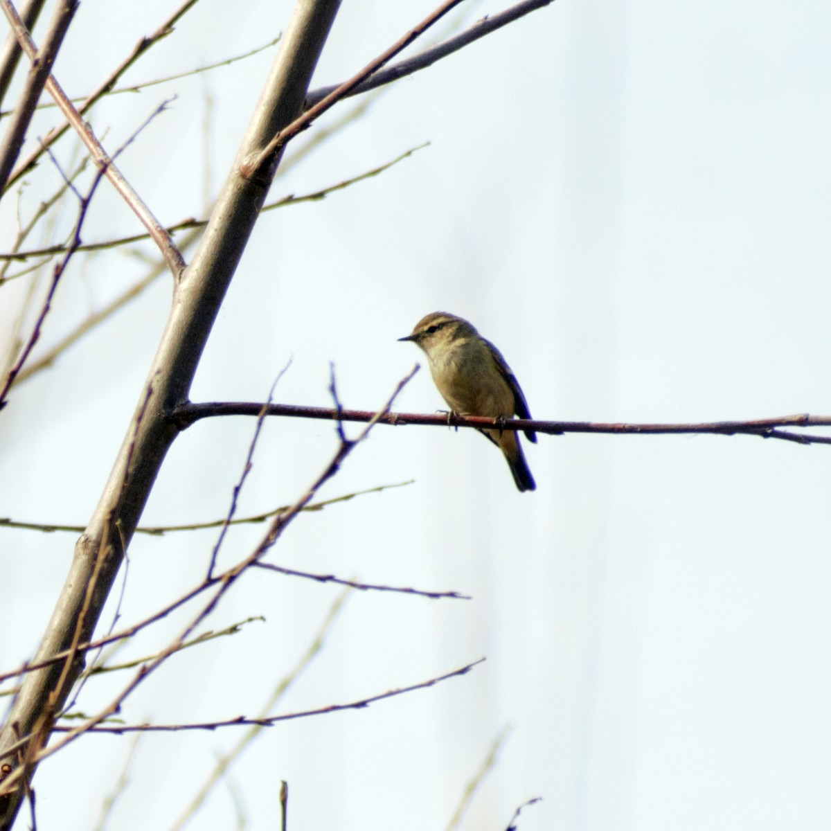 Hume's Warbler - Mohammad Arif khan