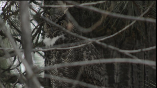 Great Horned Owl - ML416404