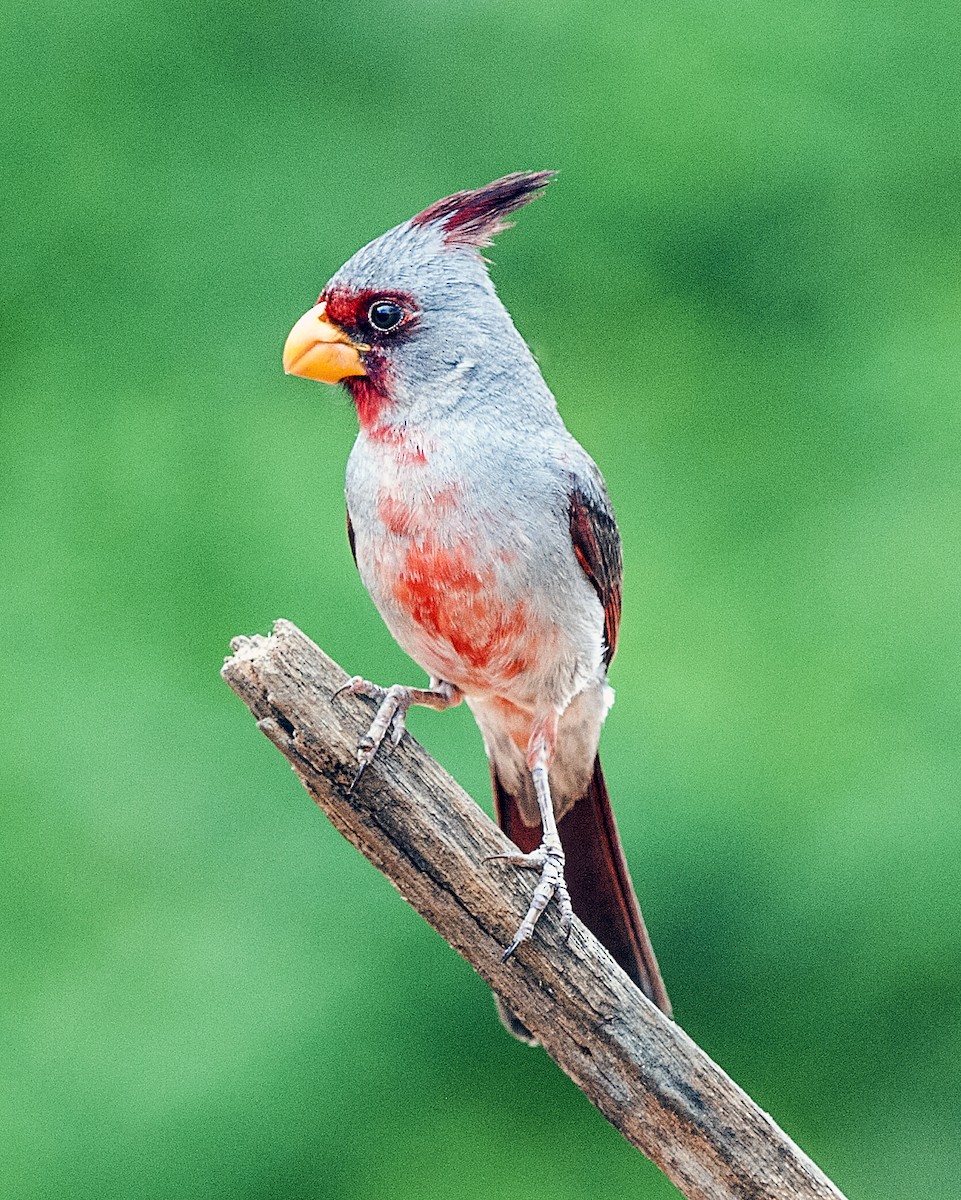 Pyrrhuloxia - ML41640471