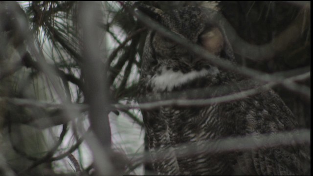 Great Horned Owl - ML416405