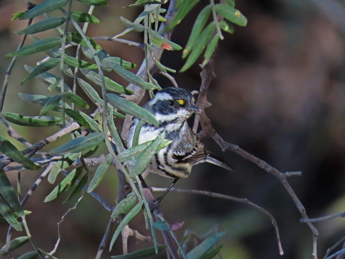 Black-throated Gray Warbler - ML416406261