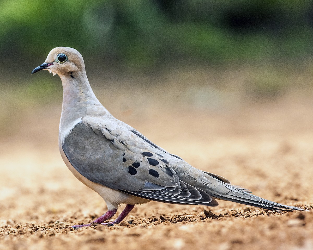 Mourning Dove - ML41640661