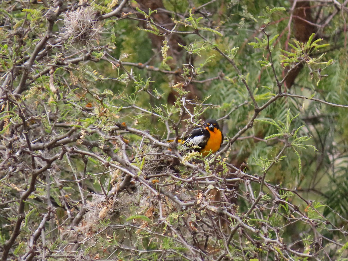 Black-backed Oriole - ML416406861