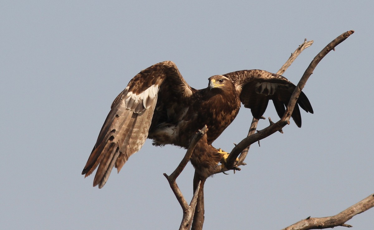Imperial Eagle - PANKAJ GUPTA