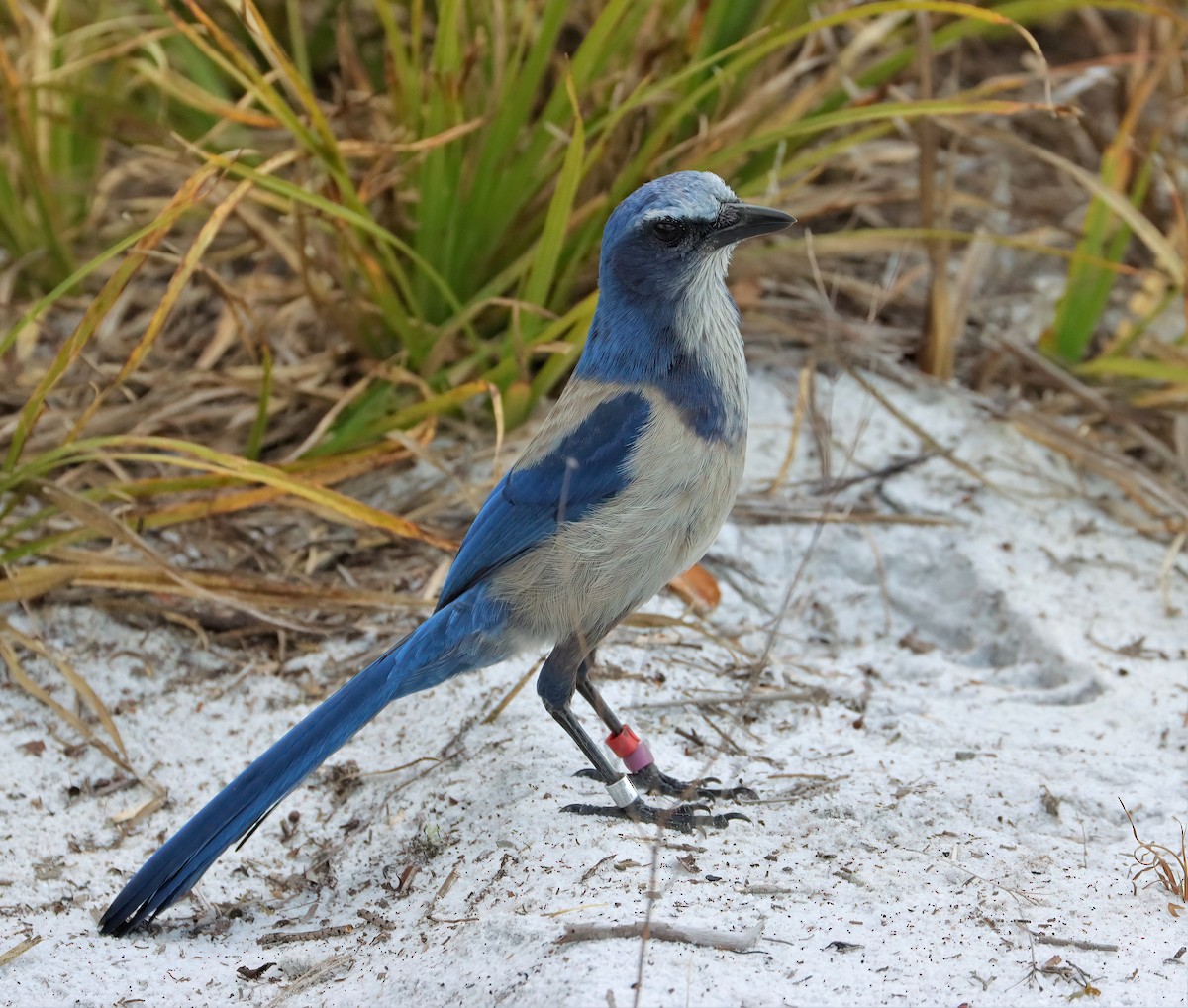 Florida Scrub-Jay - Araks Ohanyan