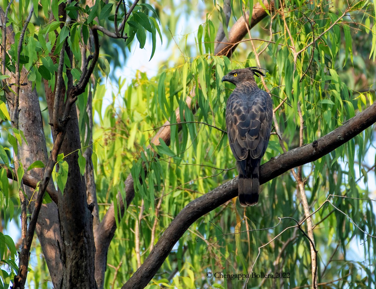 Águila Variable - ML416409131