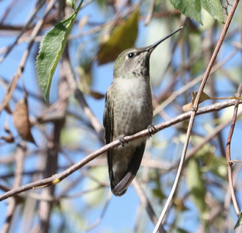 Anna's Hummingbird - Joy Brooks