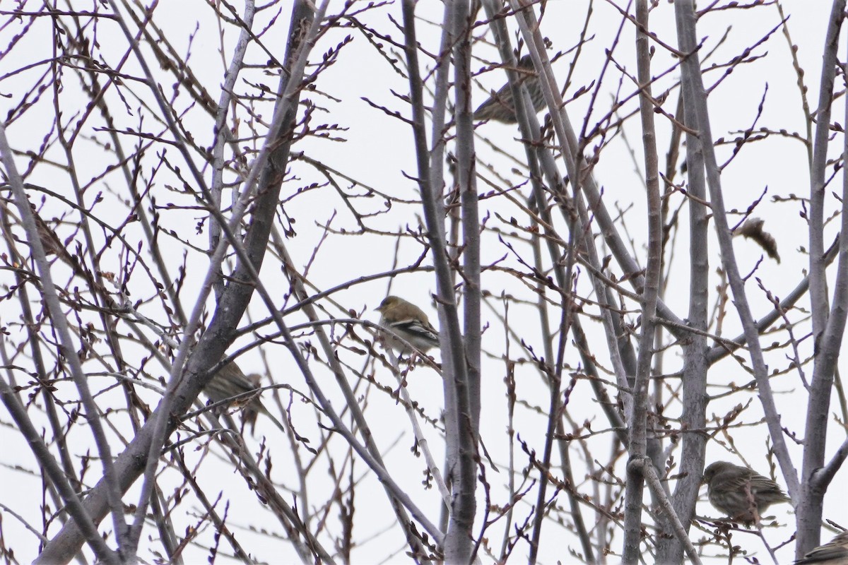 American Goldfinch - ML416410021