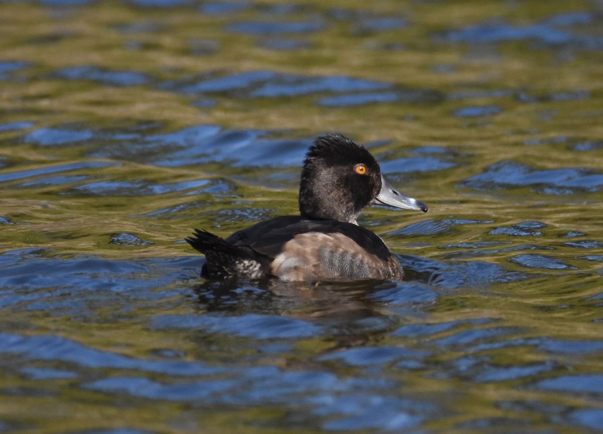 Ring-necked Duck - Andrew Dobson