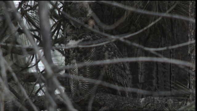 Great Horned Owl - ML416411