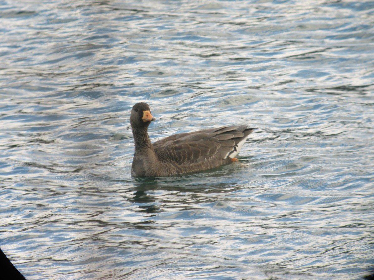 Greater White-fronted Goose - ML41641391