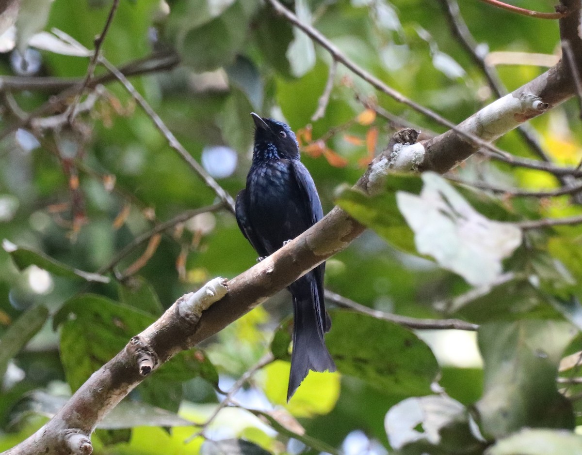 Drongo bronzé - ML416414431