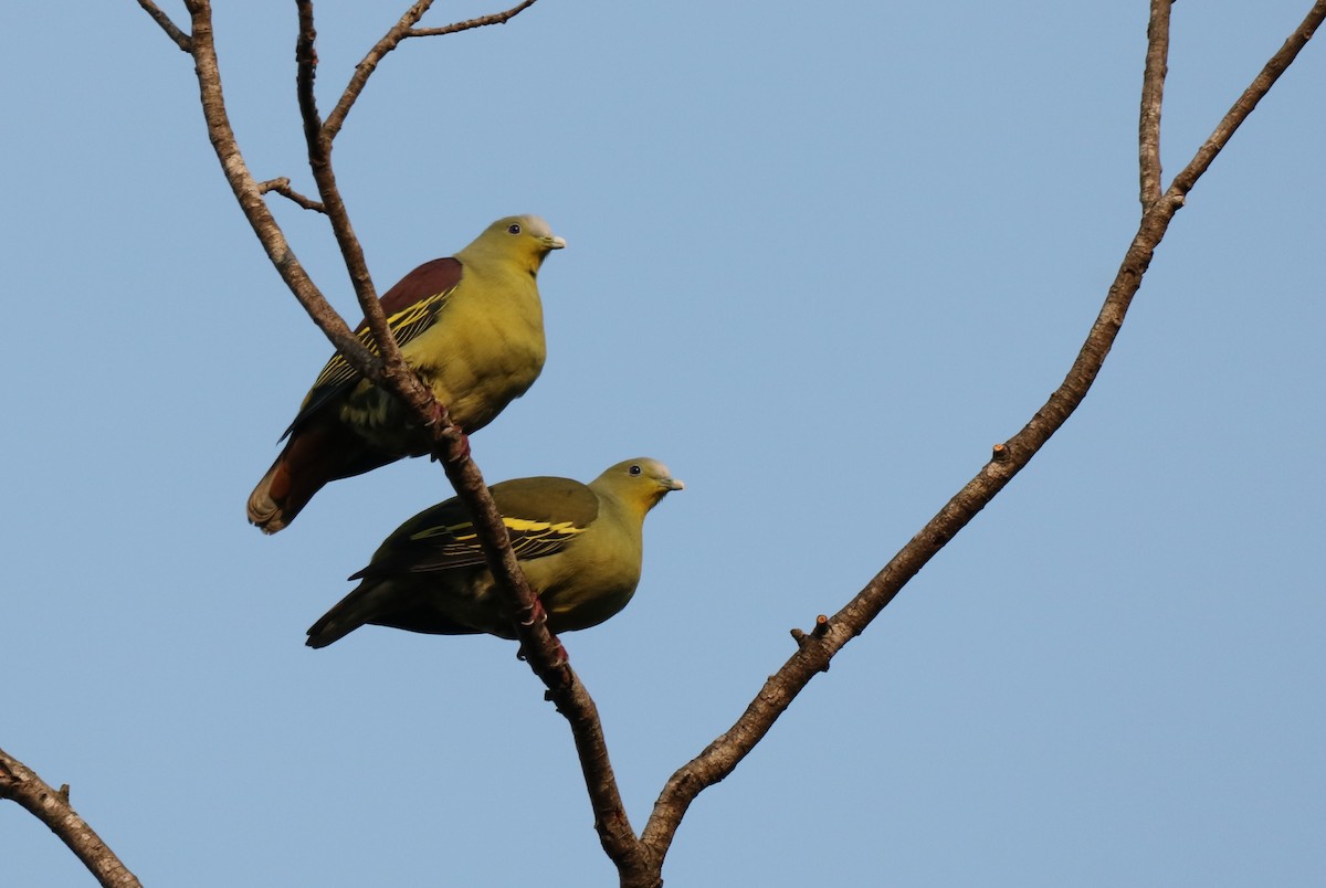 Gray-fronted Green-Pigeon - ML416415121
