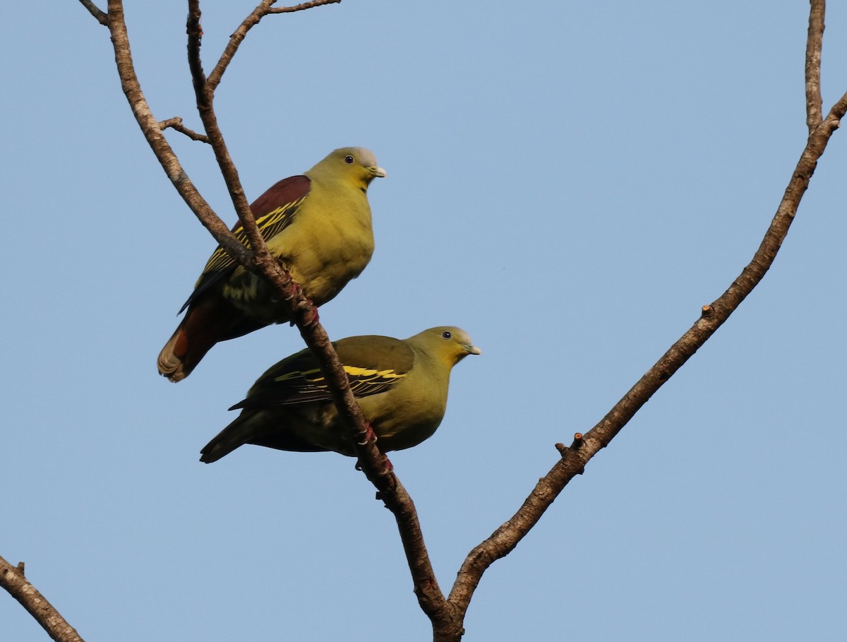 Gray-fronted Green-Pigeon - ML416415131