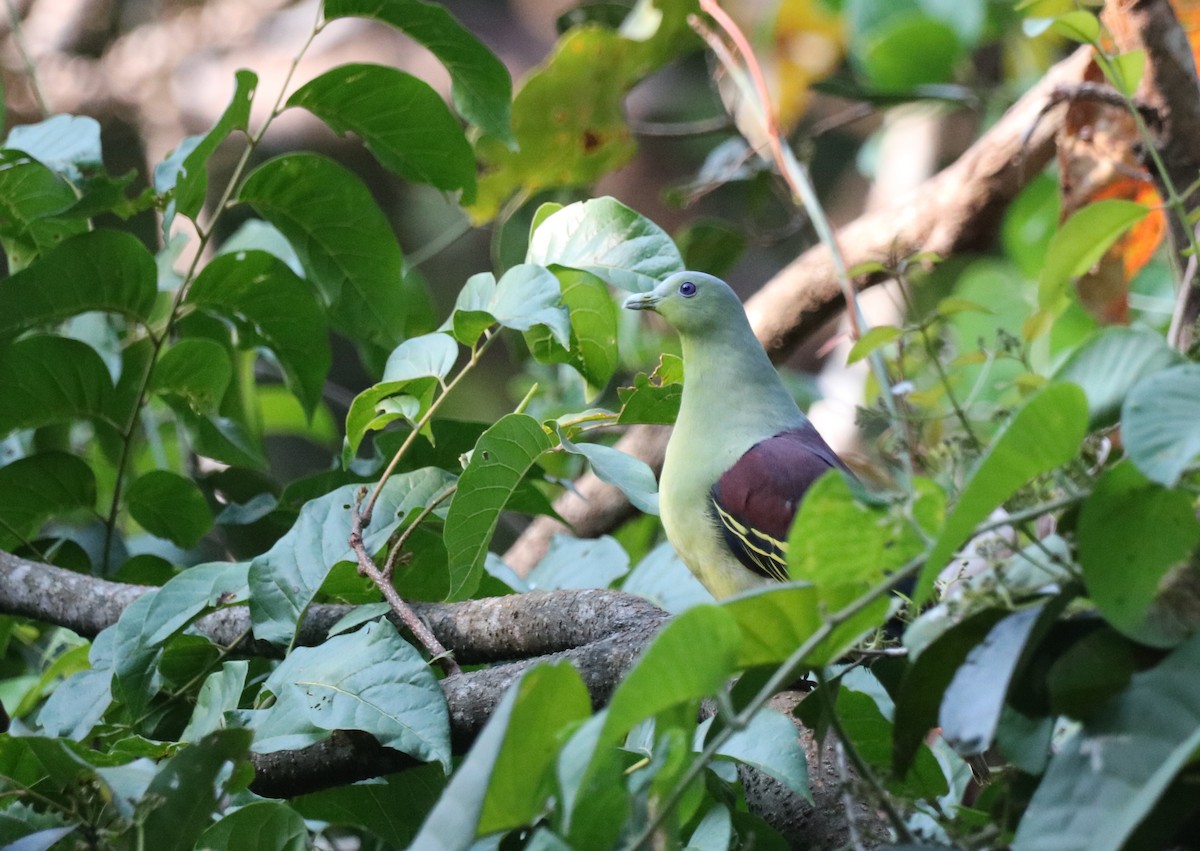 Gray-fronted Green-Pigeon - ML416415141
