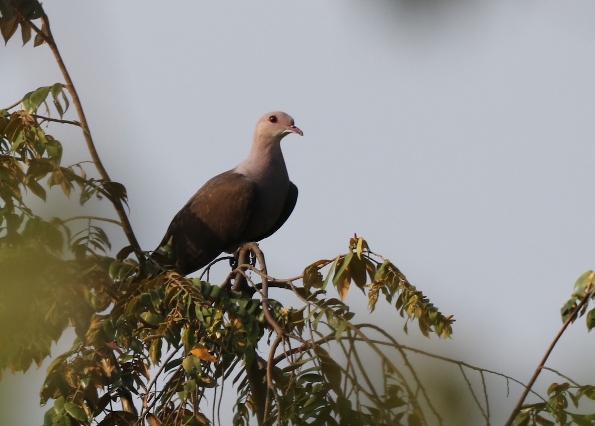 Malabar Imperial-Pigeon - ML416415161