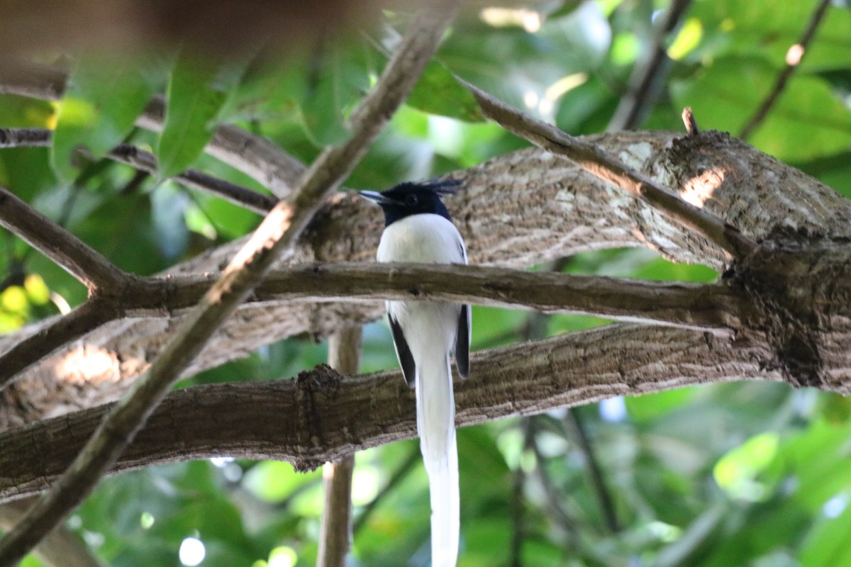 Indian Paradise-Flycatcher - ML416415321