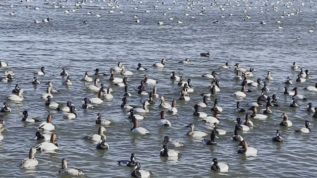 Canvasback - ML416415511