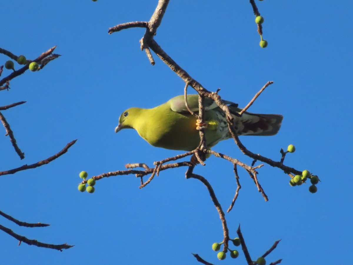 Мадагаскарский зелёный голубь - ML416416641