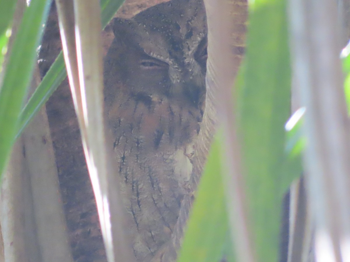 Madagascar Scops-Owl (Torotoroka) - ML416418331