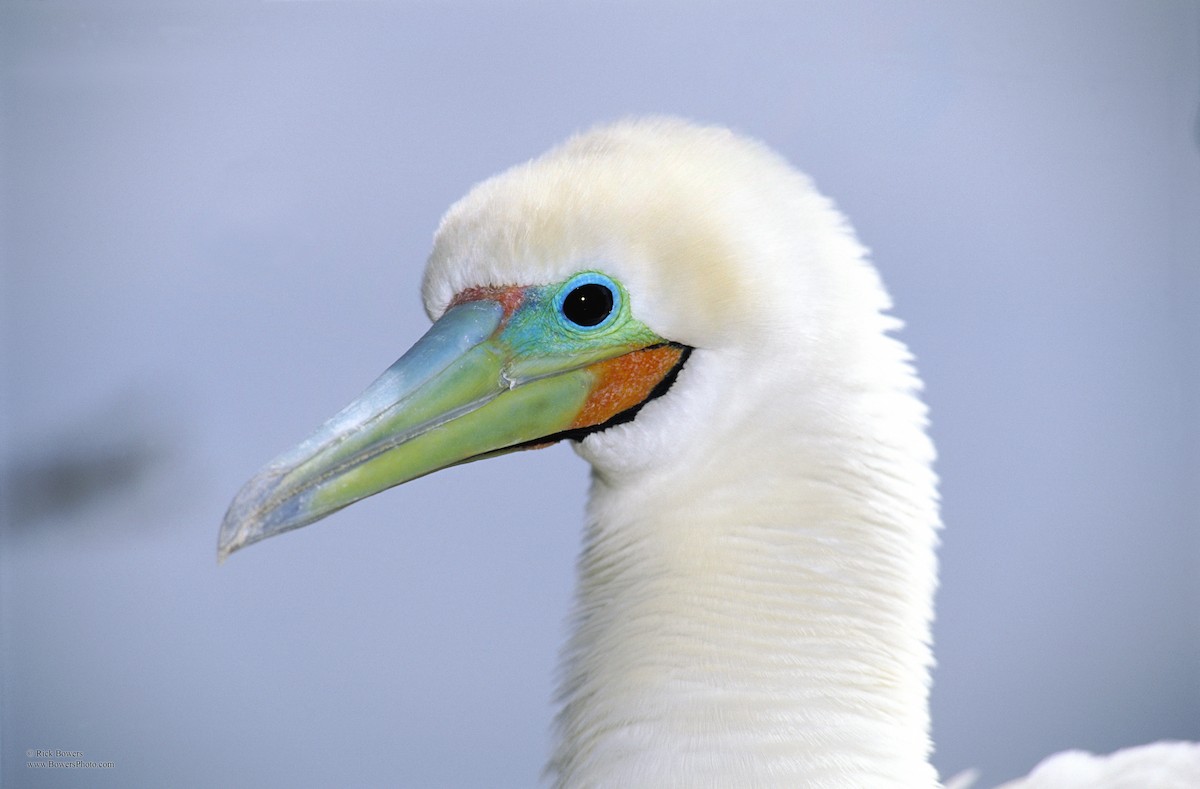 Red-footed Booby - ML416418731