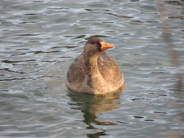 Greater White-fronted Goose - Carole Hughes