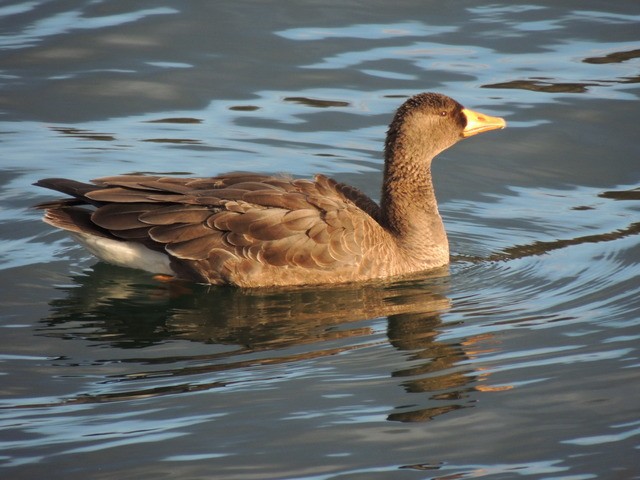 Greater White-fronted Goose - ML41641911
