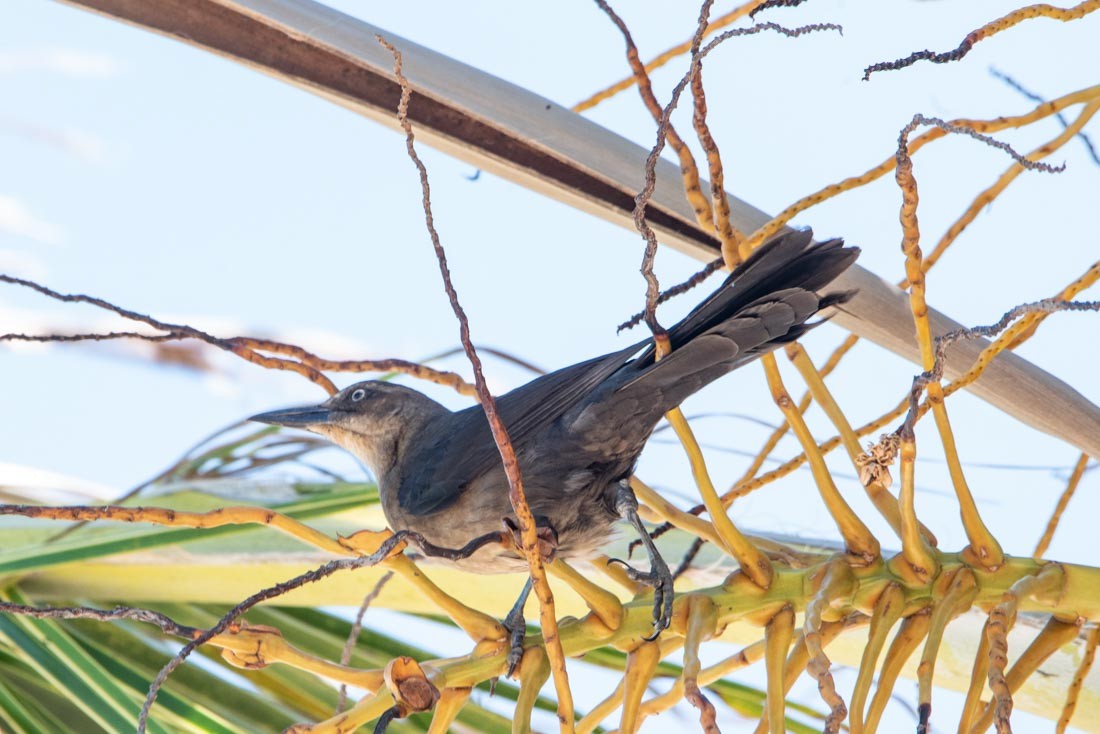 Great-tailed Grackle - ML416419721