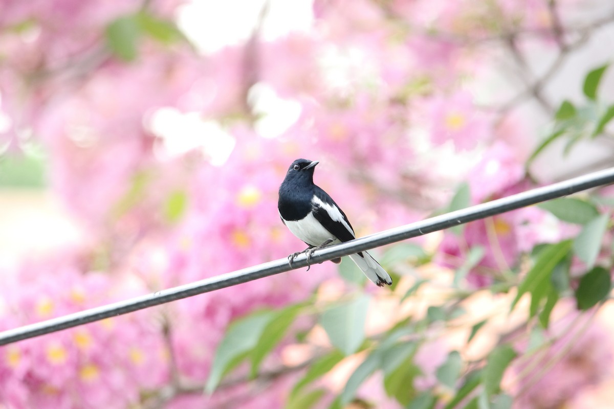 Oriental Magpie-Robin - Varangkana Thaotumpitak