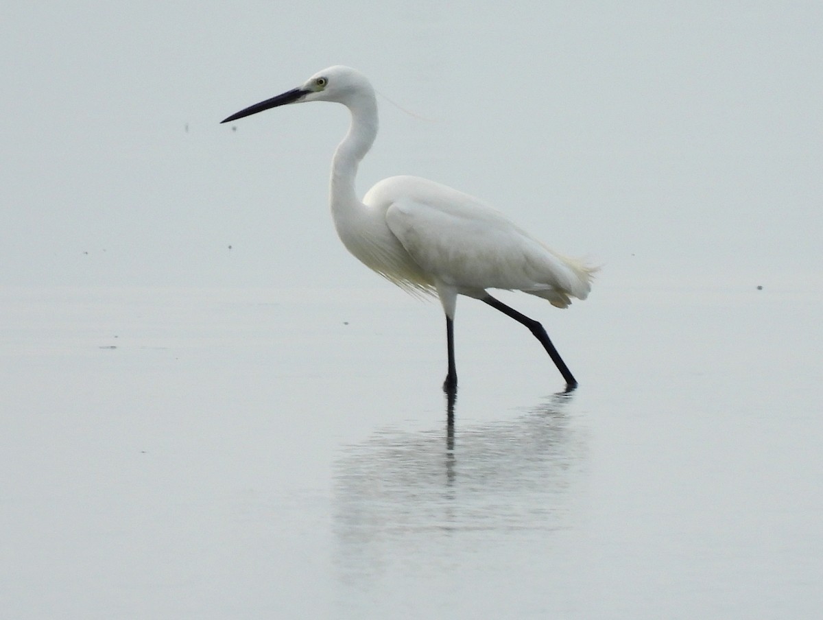 Little Egret - John Sandve