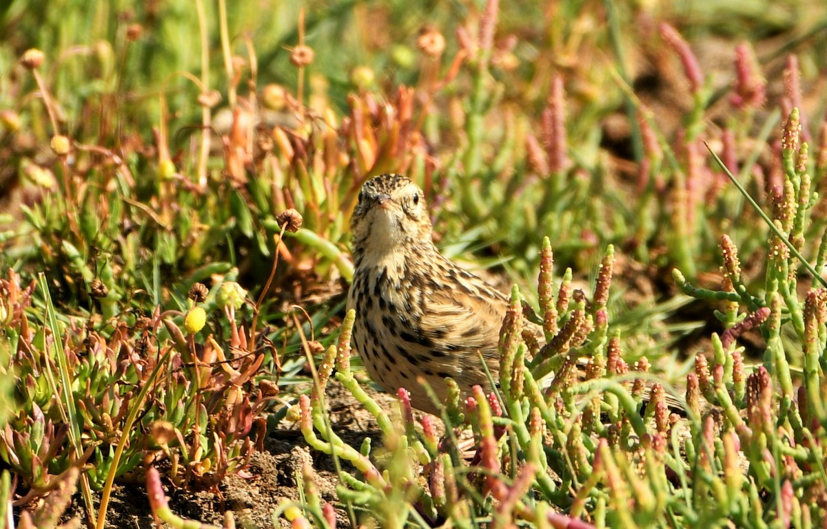 Correndera Pipit - ML416420911