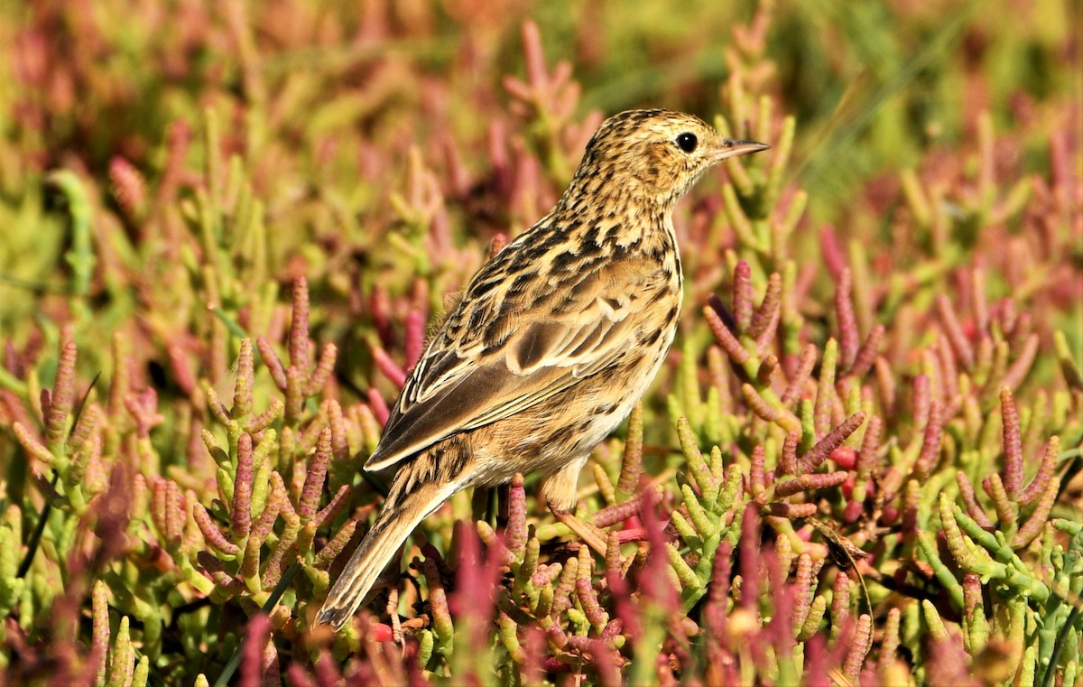 Correndera Pipit - ML416420951