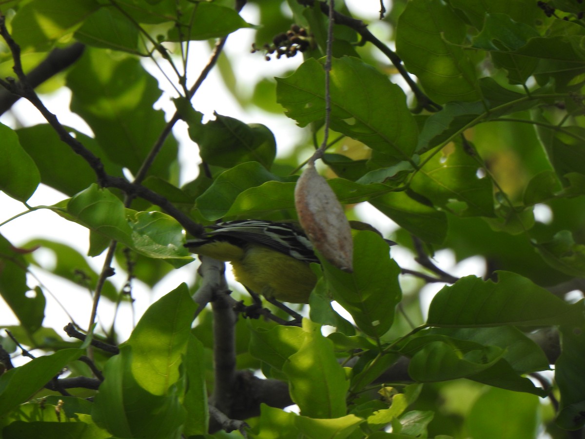 White-tailed Iora - ML416421101