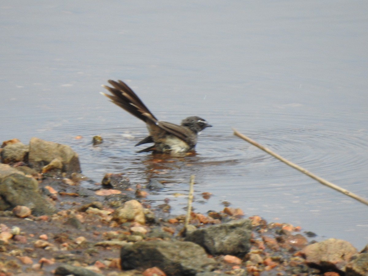 Spot-breasted Fantail - ML416421241