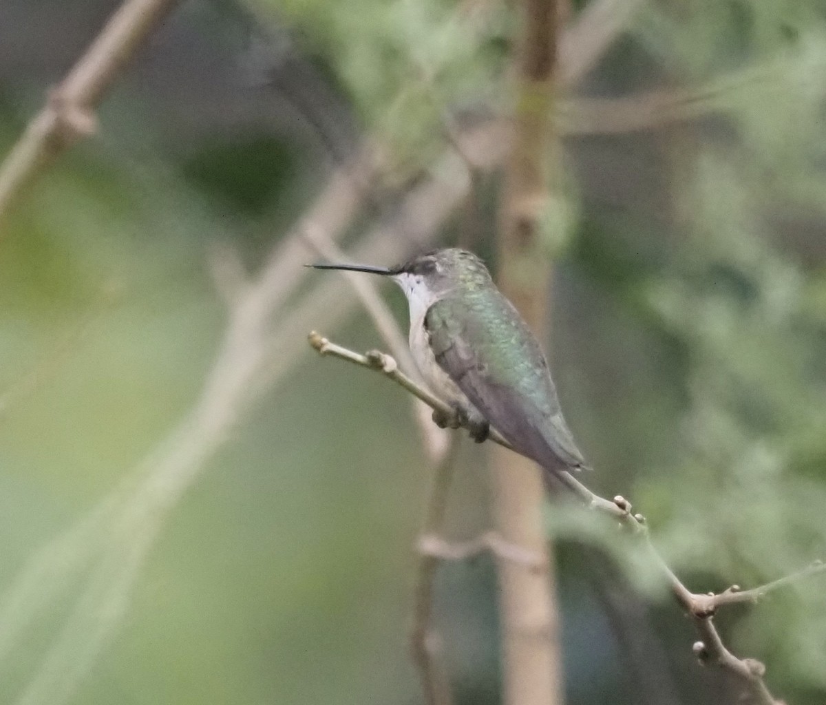 Ruby-throated Hummingbird - Bob Foehring