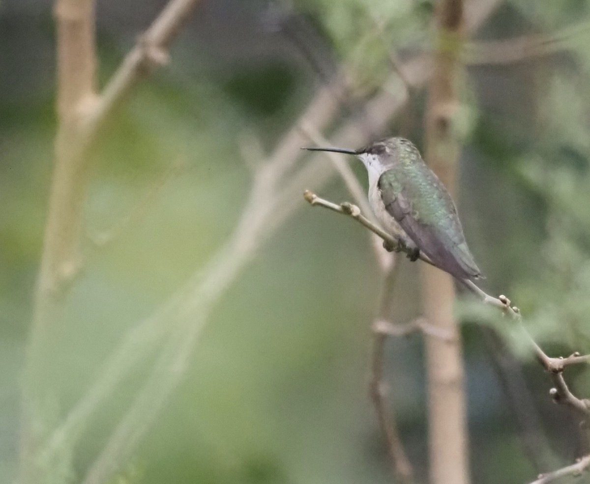 Ruby-throated Hummingbird - ML416422211