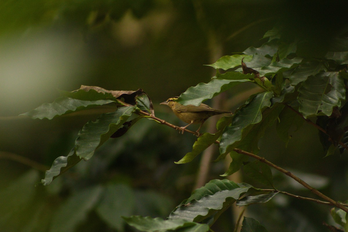 Worm-eating Warbler - ML416423101