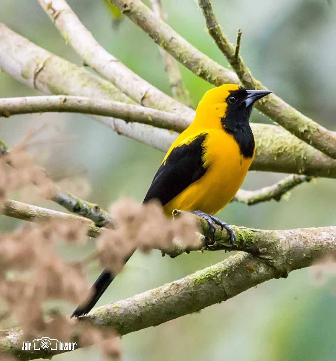 Yellow-backed Oriole - ML416423451