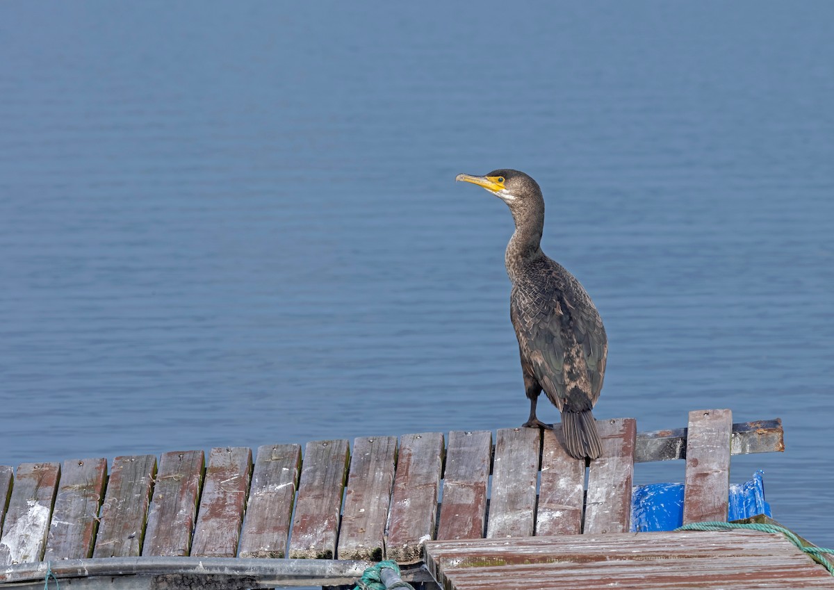 Japanese Cormorant - 浙江 重要鸟讯汇整